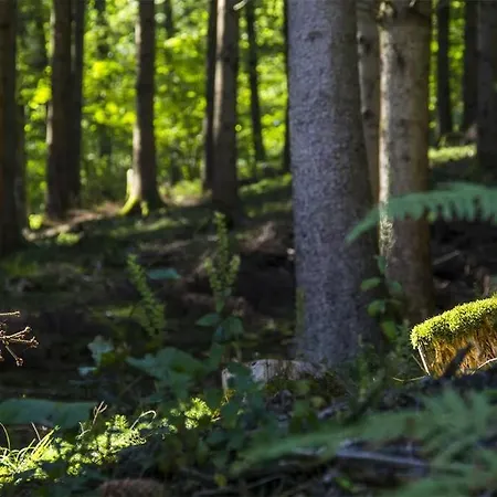 Maison Au Calme Dans Un Domaine Boise *